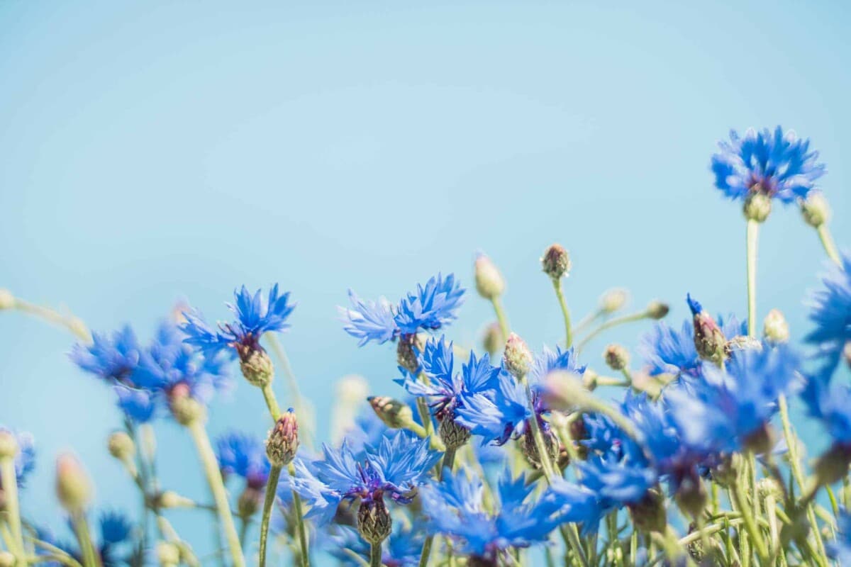 Liberalerna sätter alltid skolan först